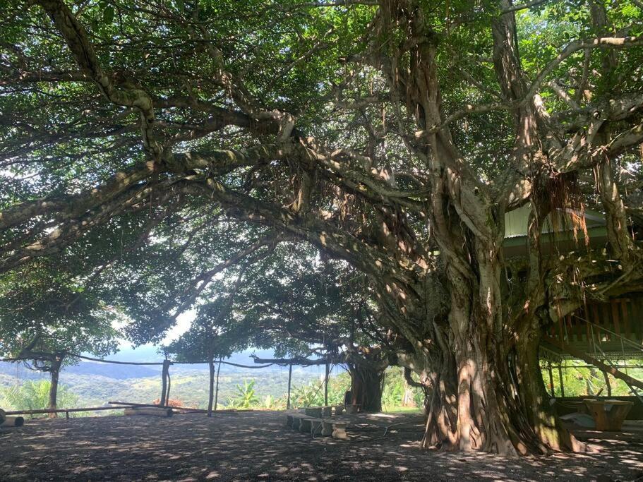 Disfruta Del Contacto Con La Naturaleza Apartment Puntarenas Ngoại thất bức ảnh