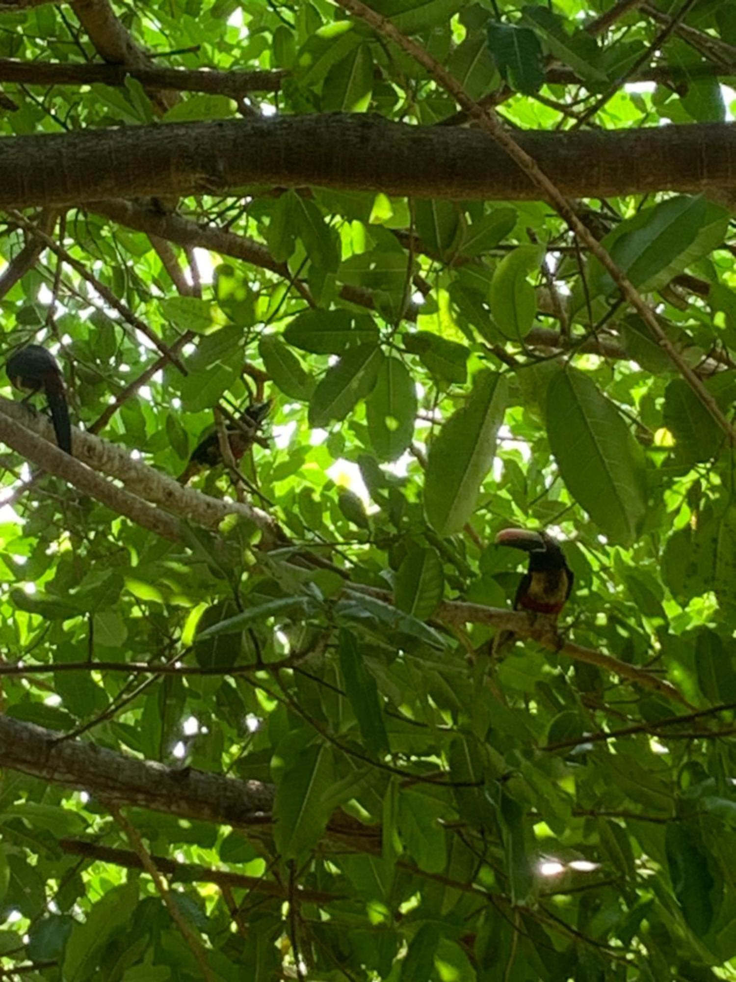 Disfruta Del Contacto Con La Naturaleza Apartment Puntarenas Ngoại thất bức ảnh
